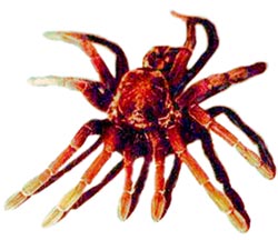 Tarantula